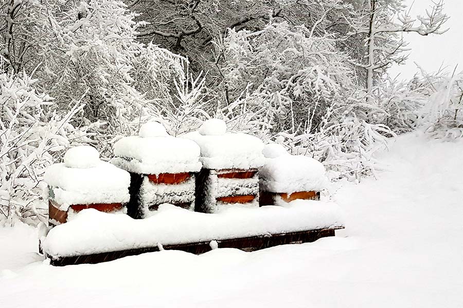 Bienenvolk im Winter