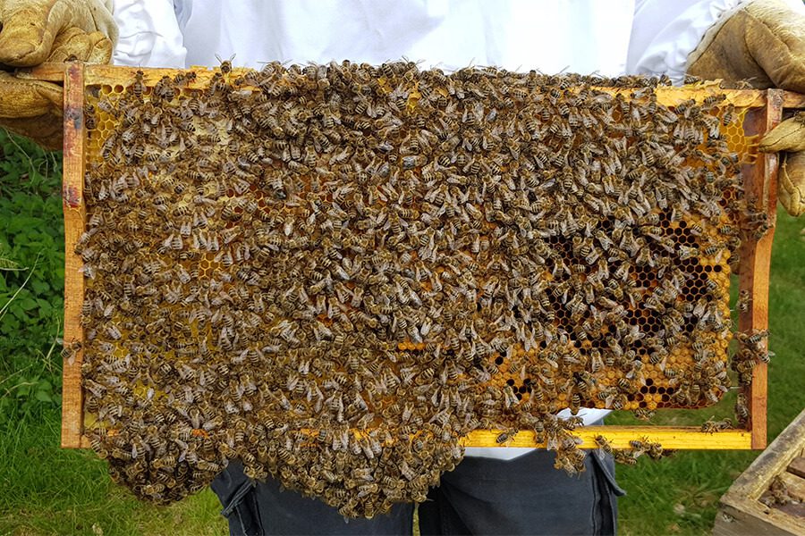 Billion Bees: der Frühling kann kommen!