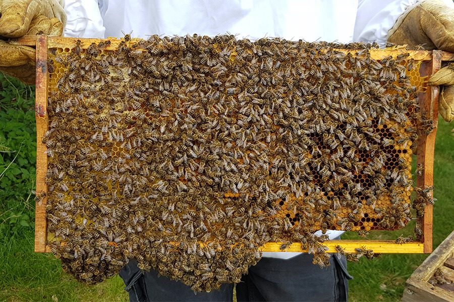Billion Bees: der Frühling kann kommen! Billion Bees: der Frühling kann kommen!