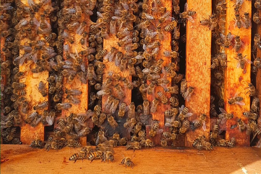 Billion Bees - der Herbst kann kommen! Billion Bees: der Frühling kann kommen!