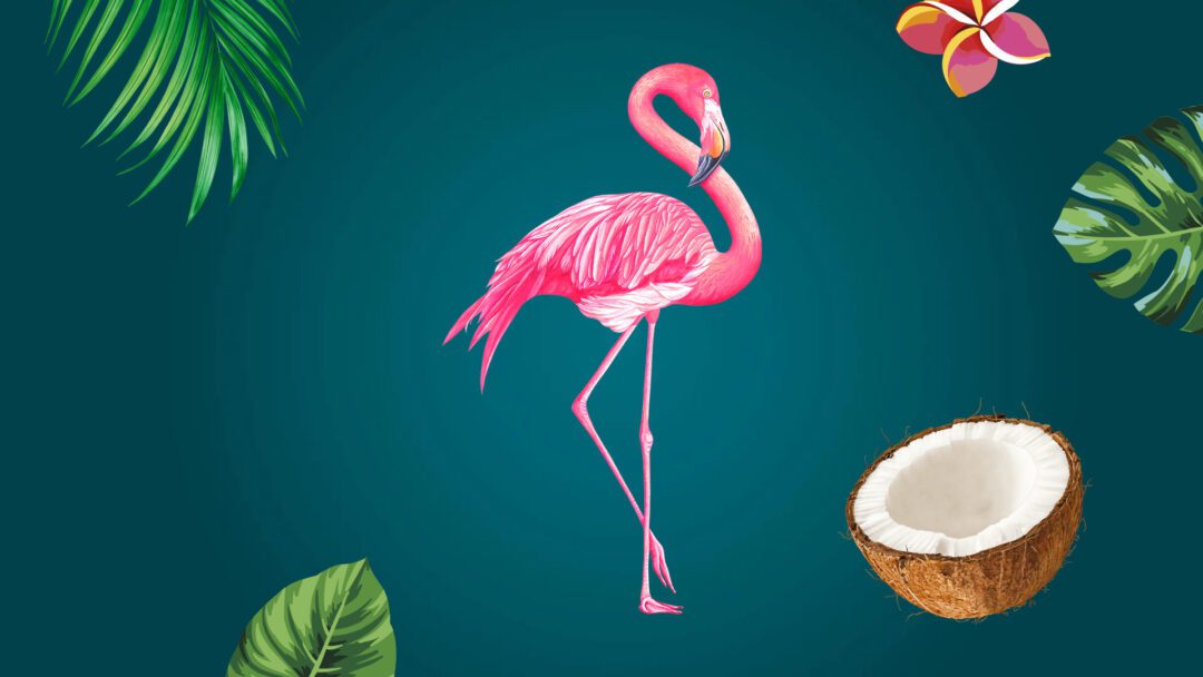 Cocoleo® – da ist die Kokosnuss!