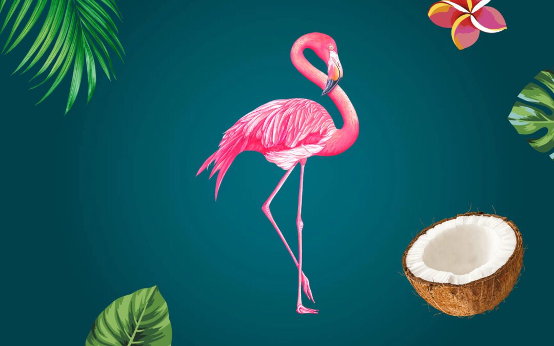 Cocoleo® – da ist die Kokosnuss!